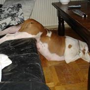 Amerikansk bulldog hanna