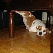 Amerikansk bulldog hanna