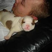 Amerikansk bulldog hanna