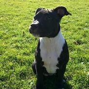 Staffordshire bull terrier Eya