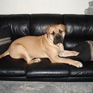 Bullmastiff Samson