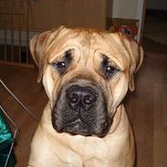 Bullmastiff Samson