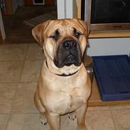 Bullmastiff Samson