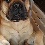 Bullmastiff Samson