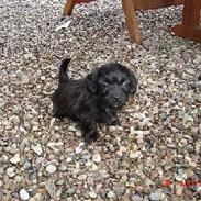 Blanding af racer freja