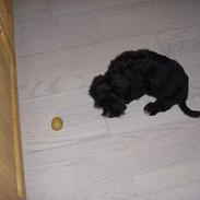 Blanding af racer freja