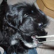 Blanding af racer freja