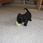 Blanding af racer freja