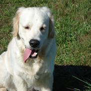 Golden retriever Balou