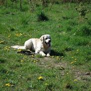 Golden retriever Balou