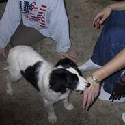 Blanding af racer Shaggy