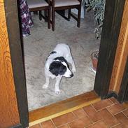 Blanding af racer Shaggy