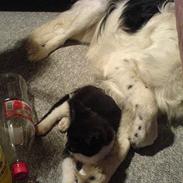 Blanding af racer Shaggy