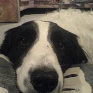 Blanding af racer Shaggy