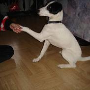 Dansk svensk gaardhund Luca 