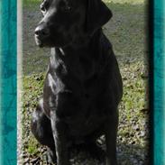 Labrador retriever 'Bessie'