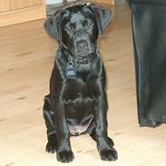 Labrador retriever 'Bessie'