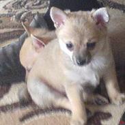 Blanding af racer Balou