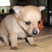 Blanding af racer Balou