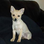 Blanding af racer Balou