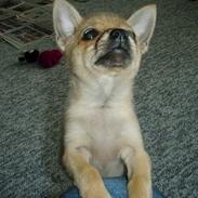 Blanding af racer Balou