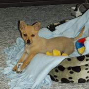 Blanding af racer Balou