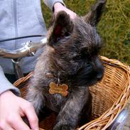Cairn terrier Oscar