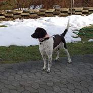 Kleiner münsterländer sofie