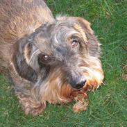 Gravhund Tobby