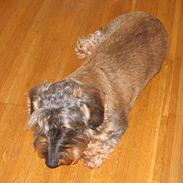 Gravhund Tobby