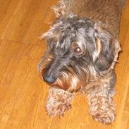 Gravhund Tobby