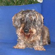 Gravhund Tobby