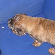 Gravhund Tobby
