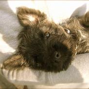 Cairn terrier Oscar