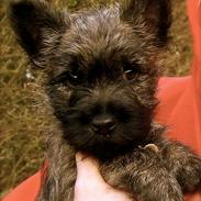 Cairn terrier Oscar