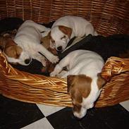 Jack russell terrier Felix