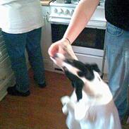 Dansk svensk gaardhund Luca 