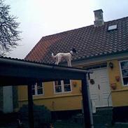 Dansk svensk gaardhund Luca 