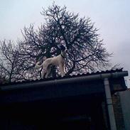 Dansk svensk gaardhund Luca 