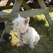 West highland white terrier Rødebro´s Sasha