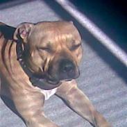 Blanding af racer daizy