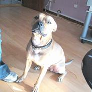 Blanding af racer daizy