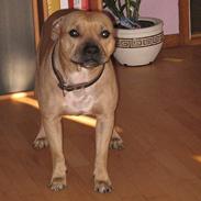 Blanding af racer daizy