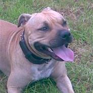 Blanding af racer daizy