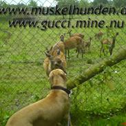 Amerikansk staffordshire terrier Gucci *Himmelhund*