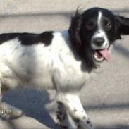 Engelsk springer spaniel Mickey