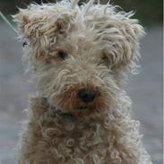 Lakeland terrier Blondie :o) <3