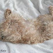 Lakeland terrier Blondie :o) <3