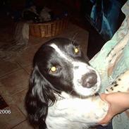 Engelsk springer spaniel Mickey