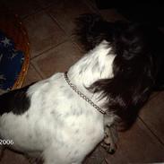 Engelsk springer spaniel Mickey